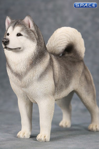 1/6 Scale grey Alaskan Malamute