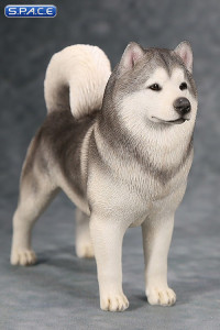 1/6 Scale grey Alaskan Malamute