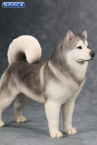 1/6 Scale grey Alaskan Malamute