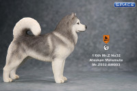 1/6 Scale grey Alaskan Malamute