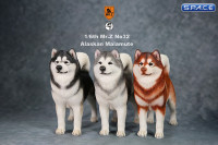 1/6 Scale grey Alaskan Malamute