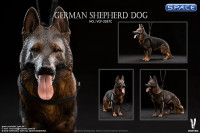 1/6 Scale German Shepherd black