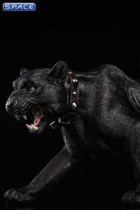 1/6 Scale black Leopard