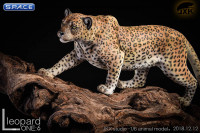 1/6 Scale classic pattern Leopard