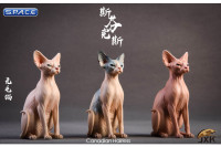 1/6 Scale brown Canadian Hairless Cat