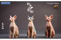 1/6 Scale pale Canadian Hairless Cat