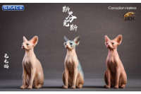 1/6 Scale pale & blue Canadian Hairless Cat