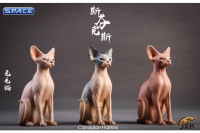 1/6 Scale pale & blue Canadian Hairless Cat