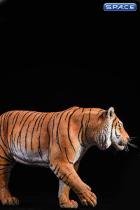 1/6 Scale yellow Bengal Tiger