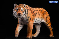 1/6 Scale yellow Bengal Tiger