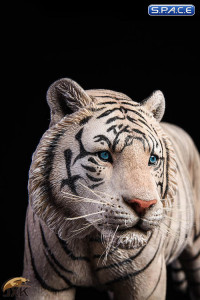 1/6 Scale white Bengal Tiger