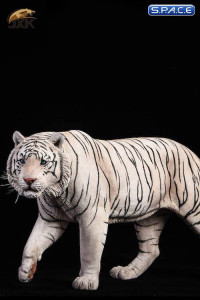 1/6 Scale white Bengal Tiger