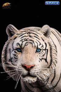 1/6 Scale white Bengal Tiger
