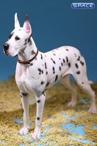 1/6 Scale white spotted Great Dane