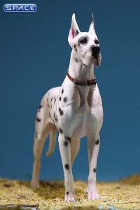 1/6 Scale white spotted Great Dane