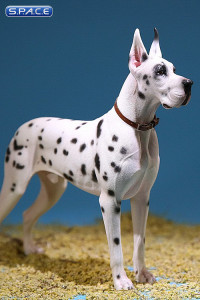 1/6 Scale white spotted Great Dane