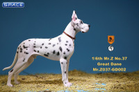 1/6 Scale white spotted Great Dane