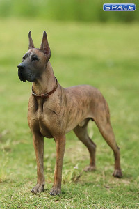 1/6 Scale brown Great Dane