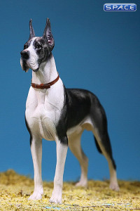 1/6 Scale black-white Great Dane