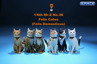 1/6 Scale orange tabby Cat