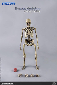 1/6 Scale The Human Skeleton Metal Body