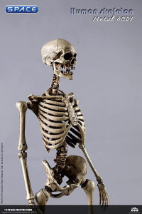 1/6 Scale The Human Skeleton Metal Body