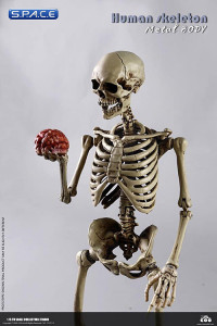 1/6 Scale The Human Skeleton Metal Body