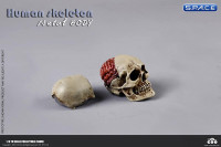 1/6 Scale The Human Skeleton Metal Body