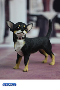 1/6 Scale black Chihuahua