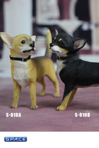 1/6 Scale black Chihuahua