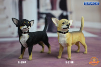 1/6 Scale black Chihuahua