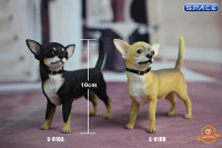 1/6 Scale black Chihuahua