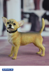 1/6 Scale yellow Chihuahua