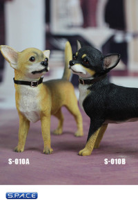 1/6 Scale yellow Chihuahua