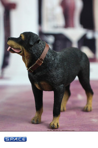 1/6 Scale Rottweiler