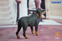 1/6 Scale Rottweiler