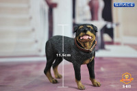 1/6 Scale Rottweiler