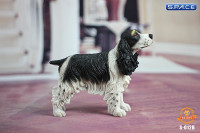 1/6 Scale black Springer Spaniel