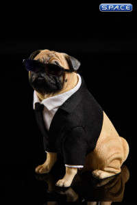 1/6 Scale Frank the Pug in Suit