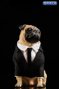 1/6 Scale Frank the Pug in Suit