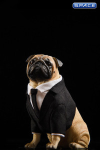 1/6 Scale Frank the Pug in Suit