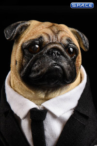 1/6 Scale Frank the Pug in Suit