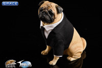 1/6 Scale Frank the Pug in Suit