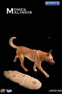 1/6 Scale light brown Malinois