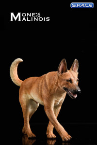 1/6 Scale light brown Malinois