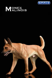 1/6 Scale light brown Malinois