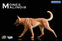 1/6 Scale light brown Malinois