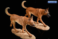 1/6 Scale light brown Malinois