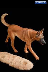 1/6 Scale dark brown Malinois