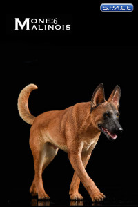 1/6 Scale dark brown Malinois